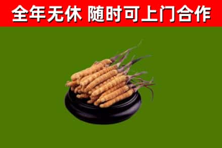 如东回收冬虫夏草