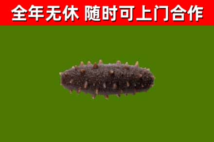 如东回收海参干